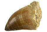 Fossil Mosasaur (Thalassotitan) Tooth - Morocco #332966-1